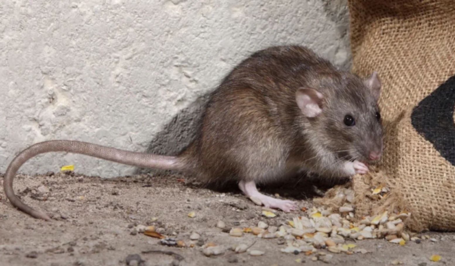 фото: Профессиональная дератизация в Немчиновке: <br/>+7-909-173-42-96