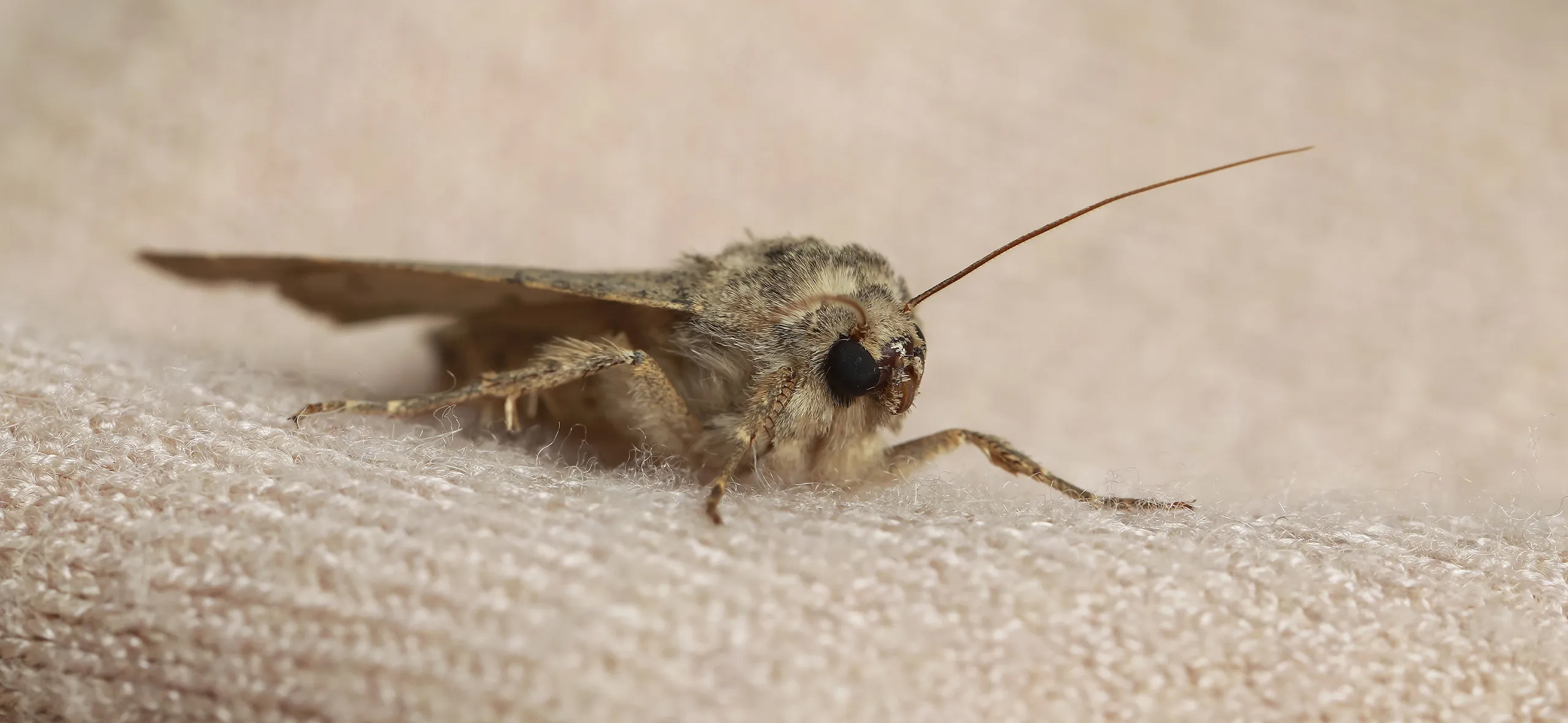 фото: Профессиональная обработка от моли в Немчиновке: <br/>+7-909-173-42-96